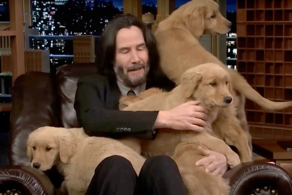 Keanu with a lot of puppies