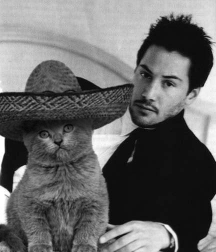Keanu with a cat wearing a sombrero